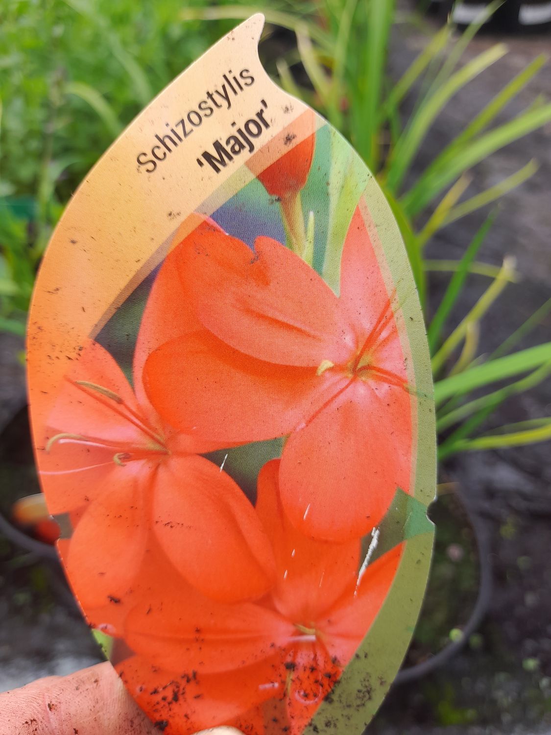 SCHIZOZTYLIS &#39;Major&#39; River Lily Forms neat clumps of linear green leaves with red cup-shaped flowers in late summer to autumn. Tough and lasts for years