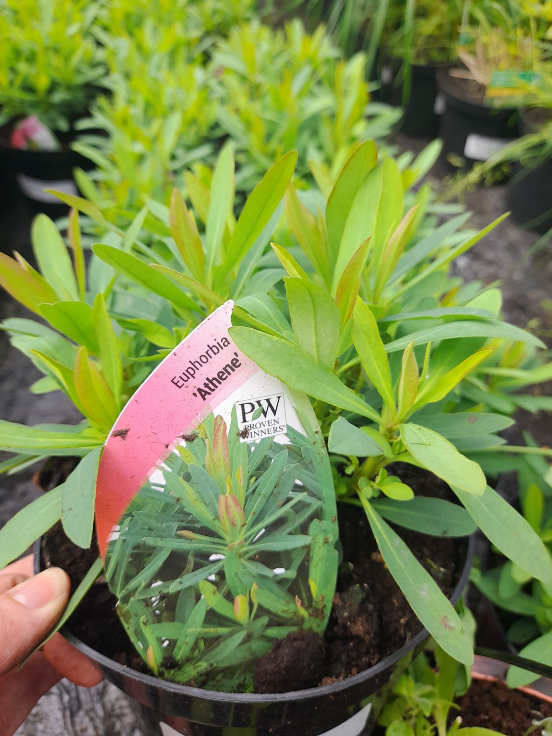 EUPHORBIA &#39;Athene&#39;