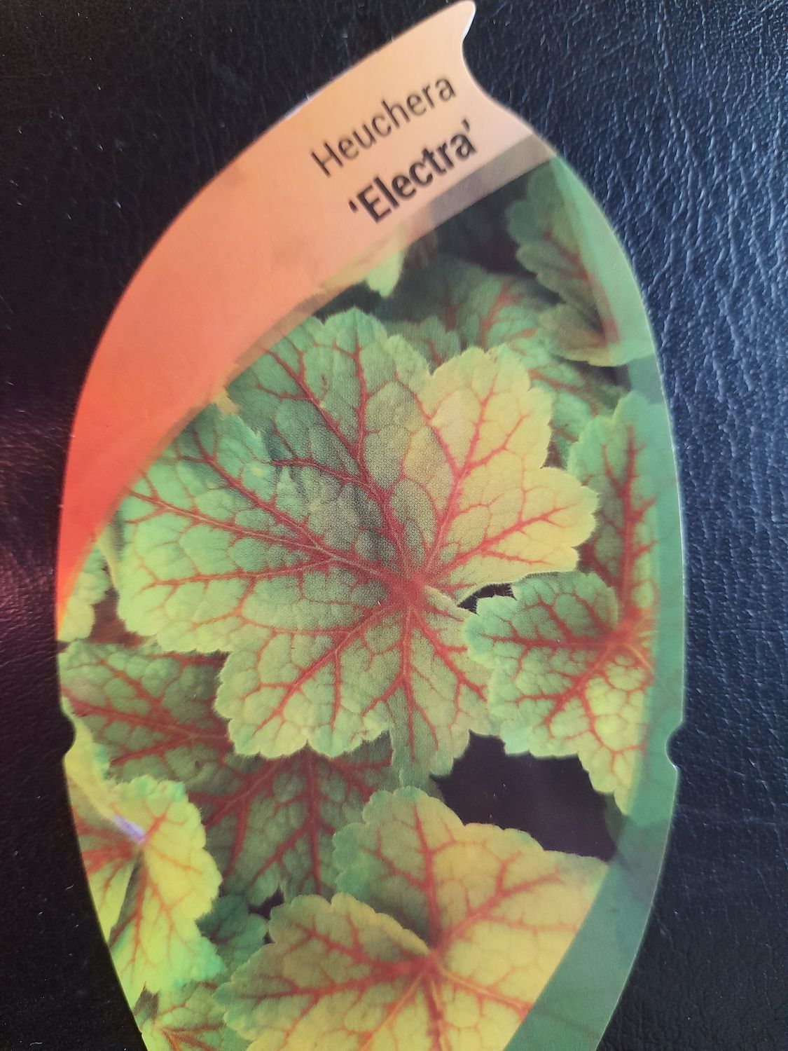 HEUCHERA ELECTRIC ..tough variety with bright golden foliage in spring and summer.Foliage is golden with red vein like patterns in autumn and winter. Good in pots ,beds or rockeries