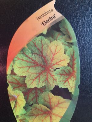 HEUCHERA ELECTRIC ..tough variety with bright golden foliage in spring and summer.Foliage is golden with red vein like patterns in autumn and winter. Good in pots ,beds or rockeries