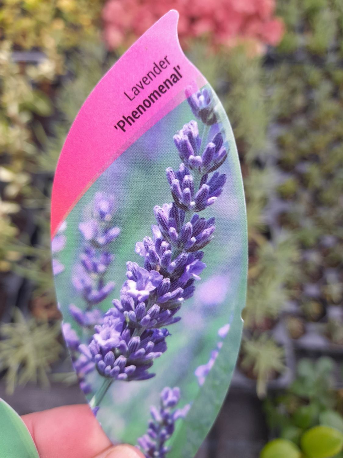 Lavender &#39;Phenomenal&#39;