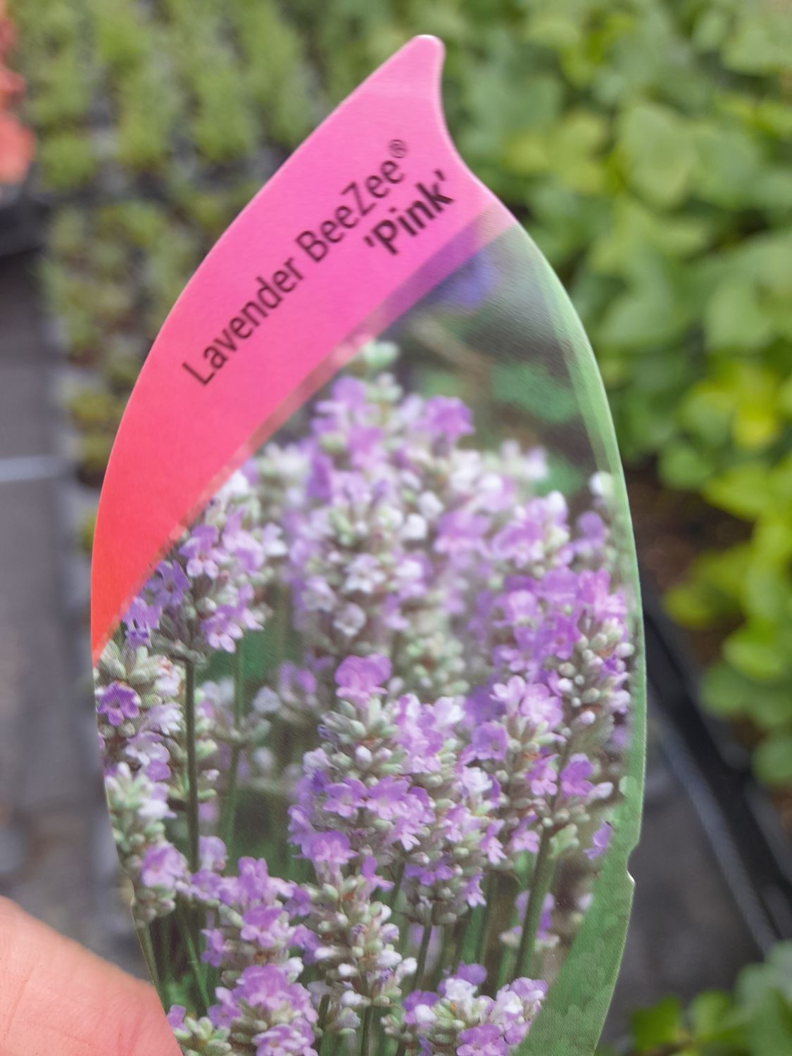 Lavender -&#39;&#39;BeeZee PINK&#39;&#39;
