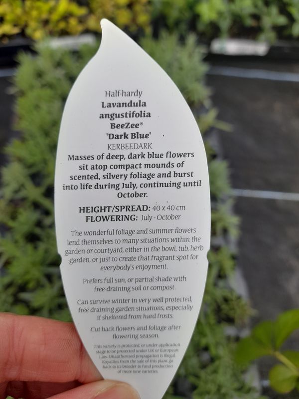 Lavender BeeZee 'DarkBlue'LAVENDER BEEZEE Flowers for months and is hardy. Disease resistant and extra fragrant. Good in pots or beds in full sun. Planting time is from now .Good in pots or beds in a