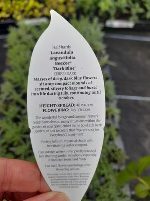 Lavender BeeZee 'DarkBlue'LAVENDER BEEZEE Flowers for months and is hardy. Disease resistant and extra fragrant. Good in pots or beds in full sun. Planting time is from now .Good in pots or beds in a