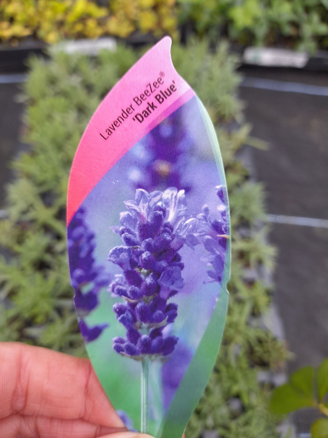 Lavender BeeZee &#39;DarkBlue&#39;LAVENDER BEEZEE Flowers for months and is hardy. Disease resistant and extra fragrant. Good in pots or beds in full sun. Planting time is from now .Good in pots or beds in a
