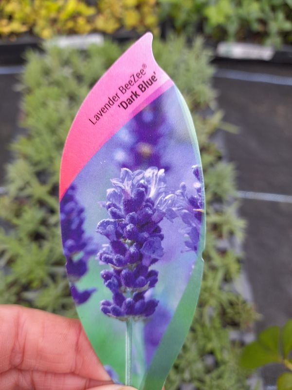 Lavender BeeZee 'DarkBlue'LAVENDER BEEZEE Flowers for months and is hardy. Disease resistant and extra fragrant. Good in pots or beds in full sun. Planting time is from now .Good in pots or beds in a Lavender BeeZee 'DarkBlue'LAVENDER BEEZEE Flowers for months and is hardy. Disease resistant and extra fragrant. Good in pots or beds in full sun. Planting time is from now .Good in pots or beds in a