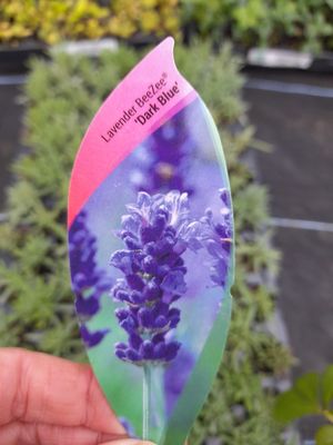 Lavender BeeZee &#39;DarkBlue&#39;LAVENDER BEEZEE Flowers for months and is hardy. Disease resistant and extra fragrant. Good in pots or beds in full sun. Planting time is from now .Good in pots or beds in a
