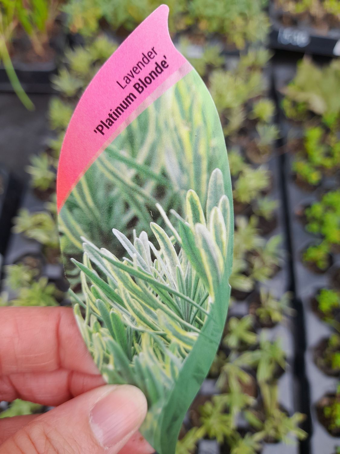 Lavender &#39;Platinum Blonde&#39;
