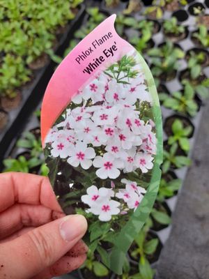 PHLOX FLAME WHITE EYE Fragrant flowers for months and Lasts For Years