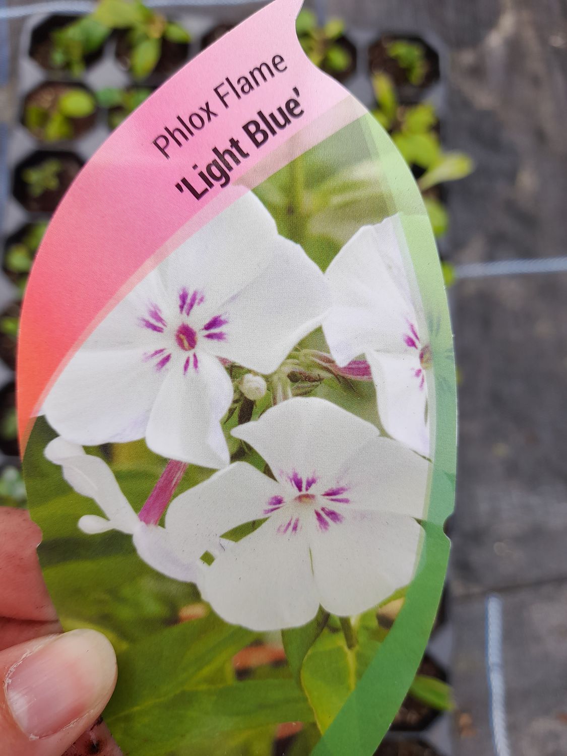 PHLOX FLAME &#39;LIGHT BLUE&#39;
