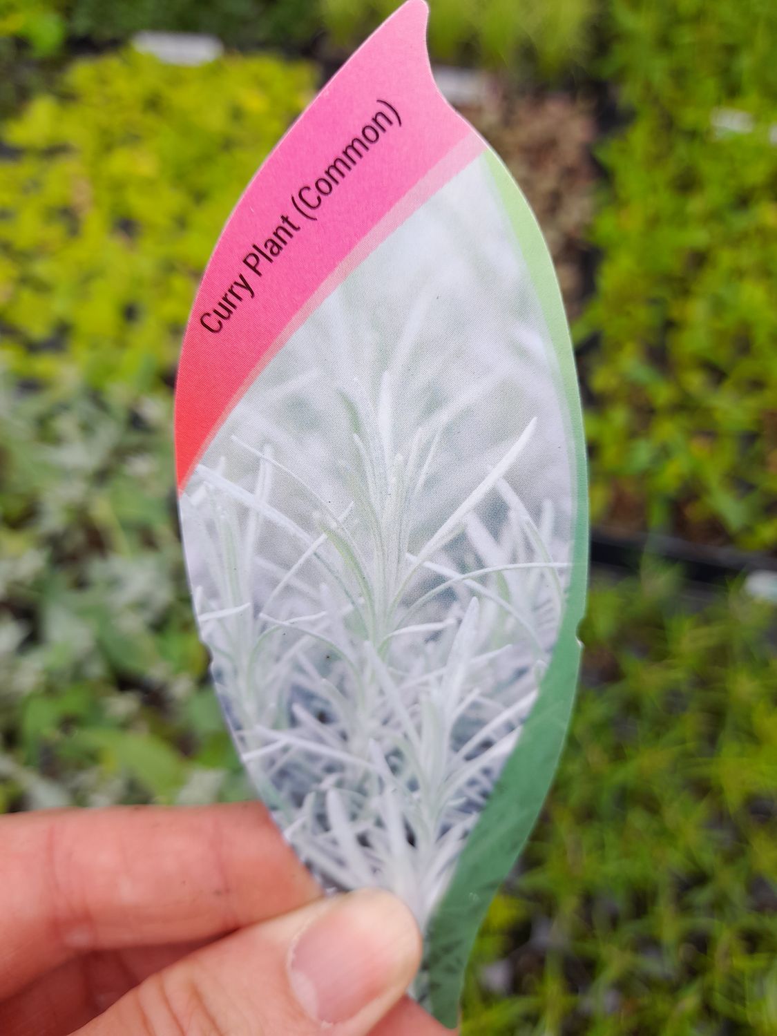 CURRY PLANT (COMMON) Silver foliage flowering from June - August