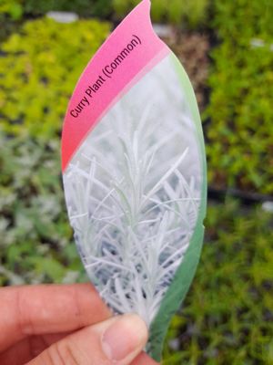 CURRY PLANT (COMMON) Silver foliage flowering from June - August