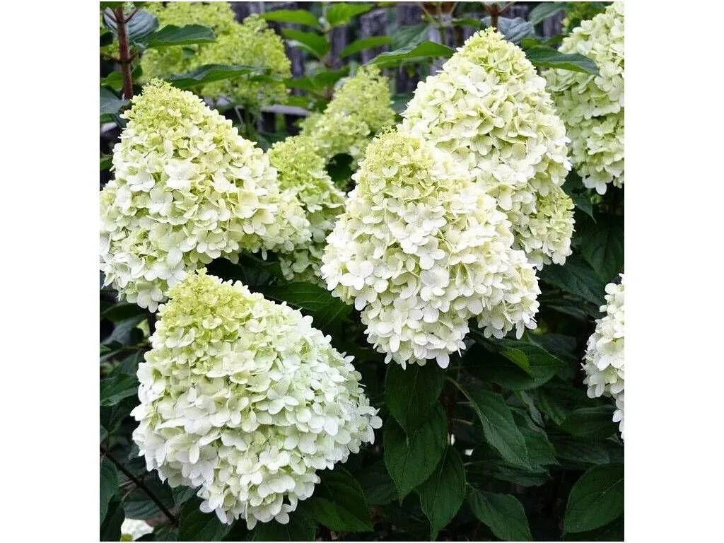Hydrangea Hercules A large panicle Hydrangea that flowers June until October with large plumelike flowers from green to cream to blushed pink.