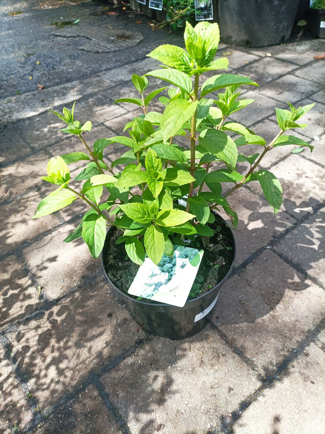 HYDRANGEA BOBO