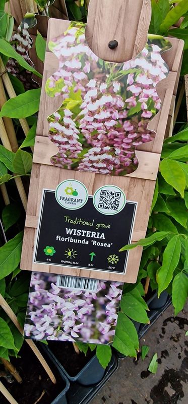 Wisteria - floribunda ''ROSEA''