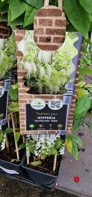 Wisteria - floribunda &#39;&#39;ALBA&#39;&#39;