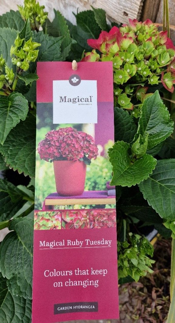 Hydrangea “Magical Ruby Tuesday “ HYDRANGEA “MAGICAL RUBY TUESDAY “ Flowers non stop from June until October. Changes colours as the year moves on ,ending In late Summer early autumn Ruby Red