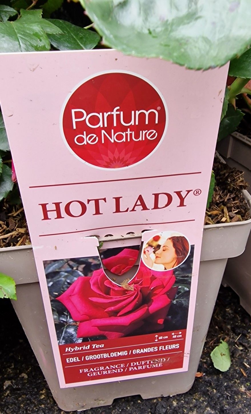 Fragrant Rose  HOT LADY