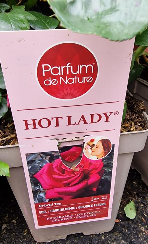 Fragrant Rose Hot Lady flowers non stop from June until end Of October . Flowers double Red . Good in pots or beds