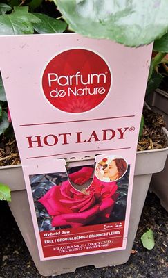 Fragrant Rose  HOT LADY
