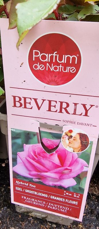 Fragrant Rose 'Beverly'