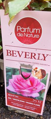 Fragrant Rose “BEVERLY&#39;&#39;