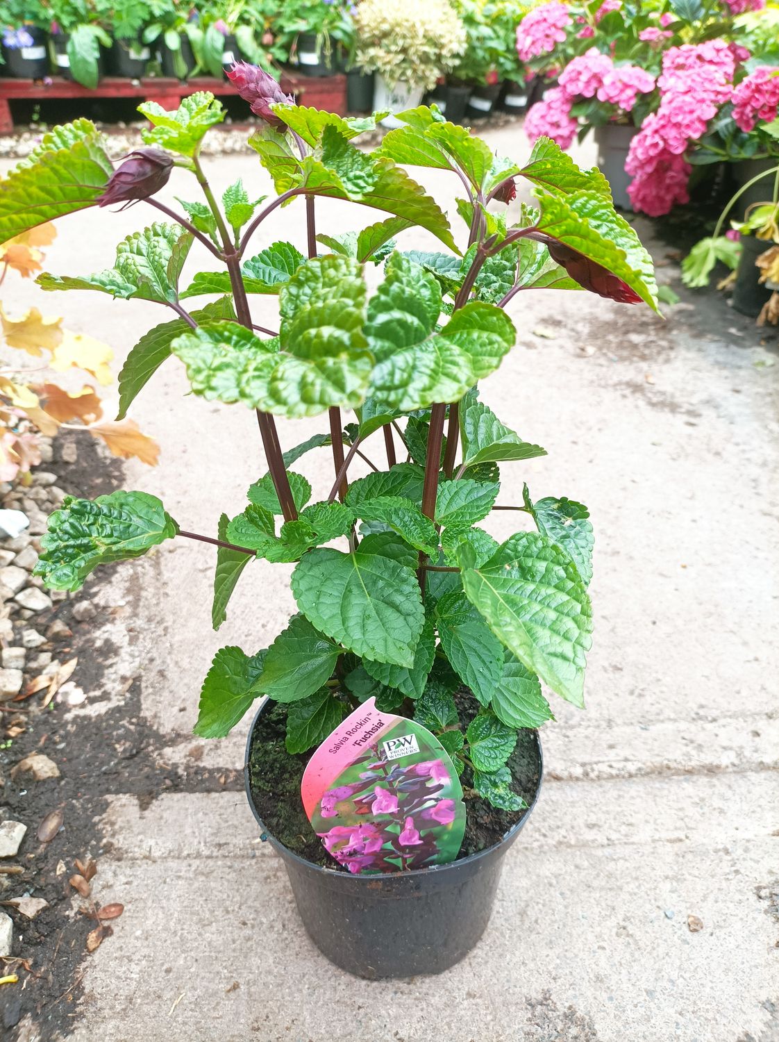 Salvia Rockin' - Fuchsia - Bright fuchsia pink flowers with black calyx held on strong stems above glossy green leaves. Stocky and compact, perfect for pots/containers. Loved by bees and pollinators.
