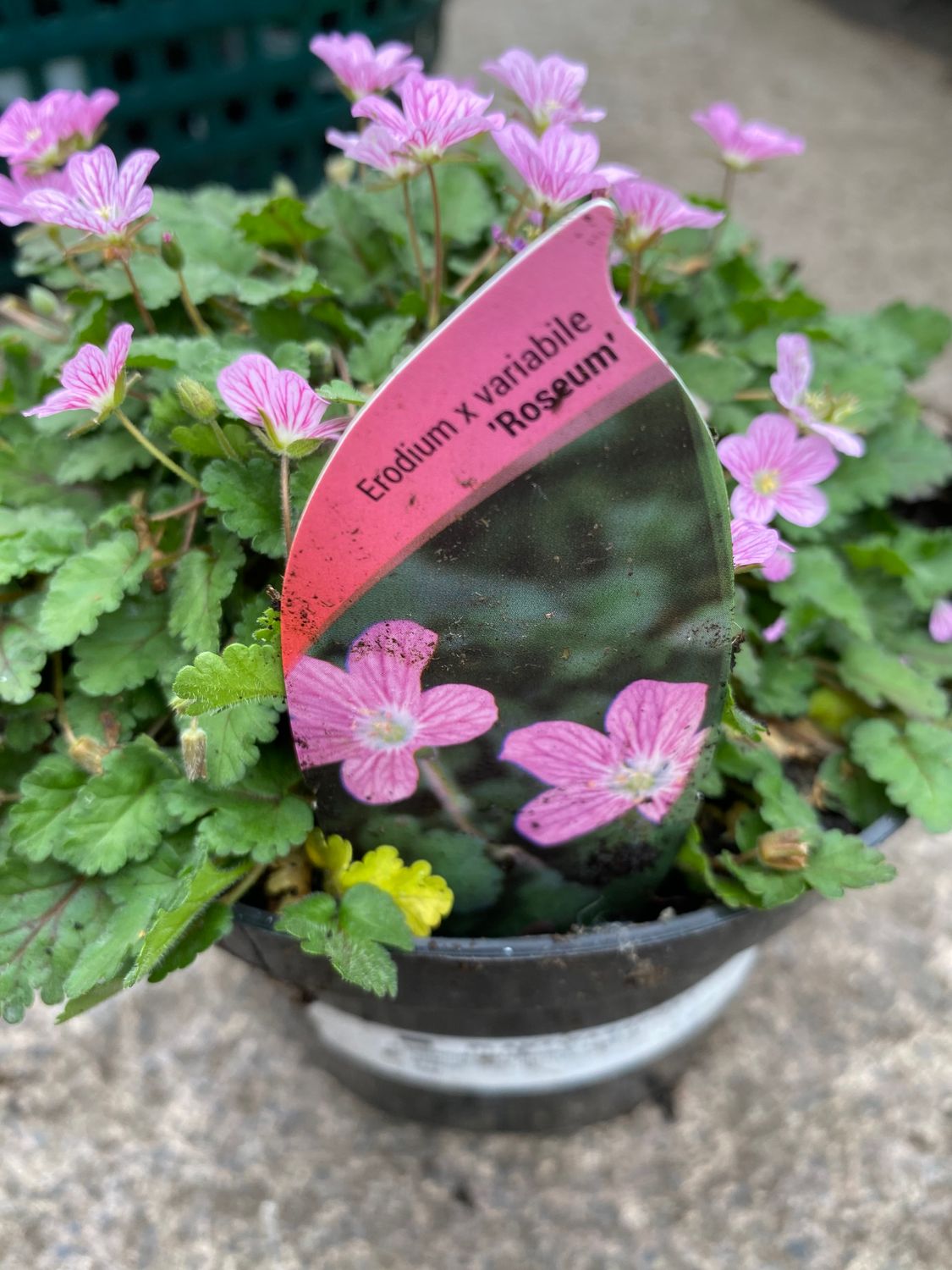 Erodium Roseum