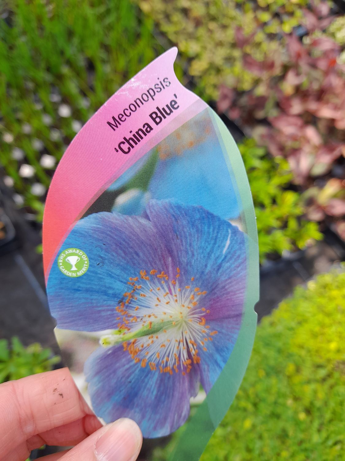 Meconopsis Baileyi ''China Blue''