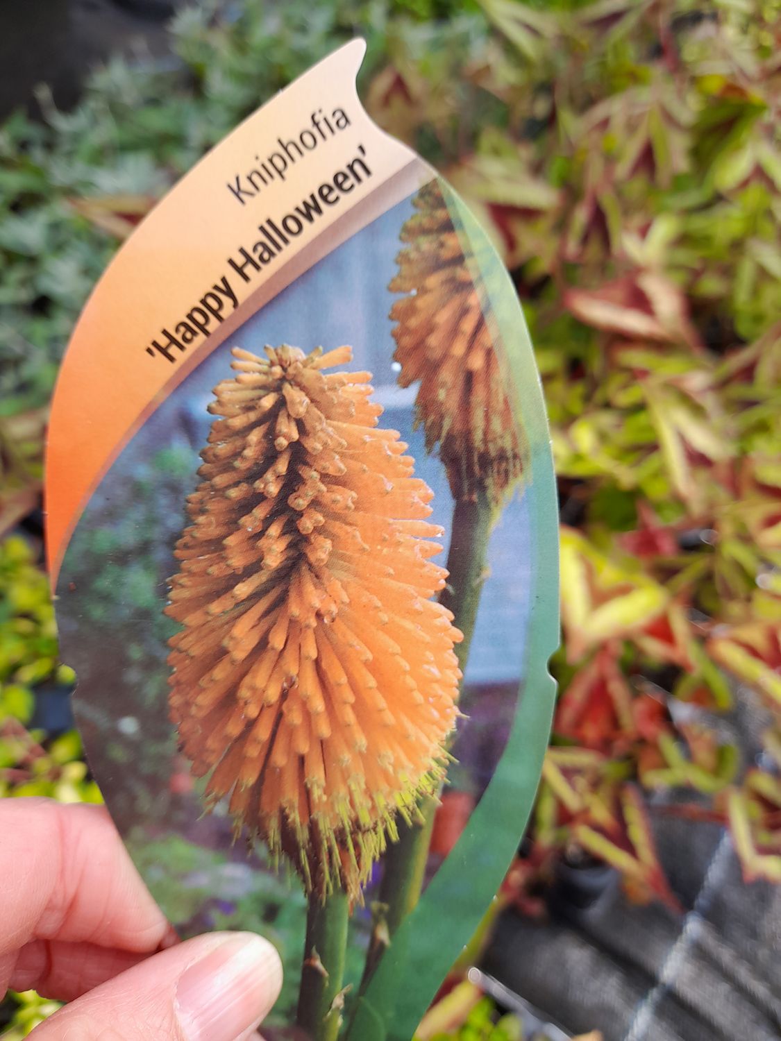 Kniphofia &#39;&#39;Happy Halloween&#39;&#39;
