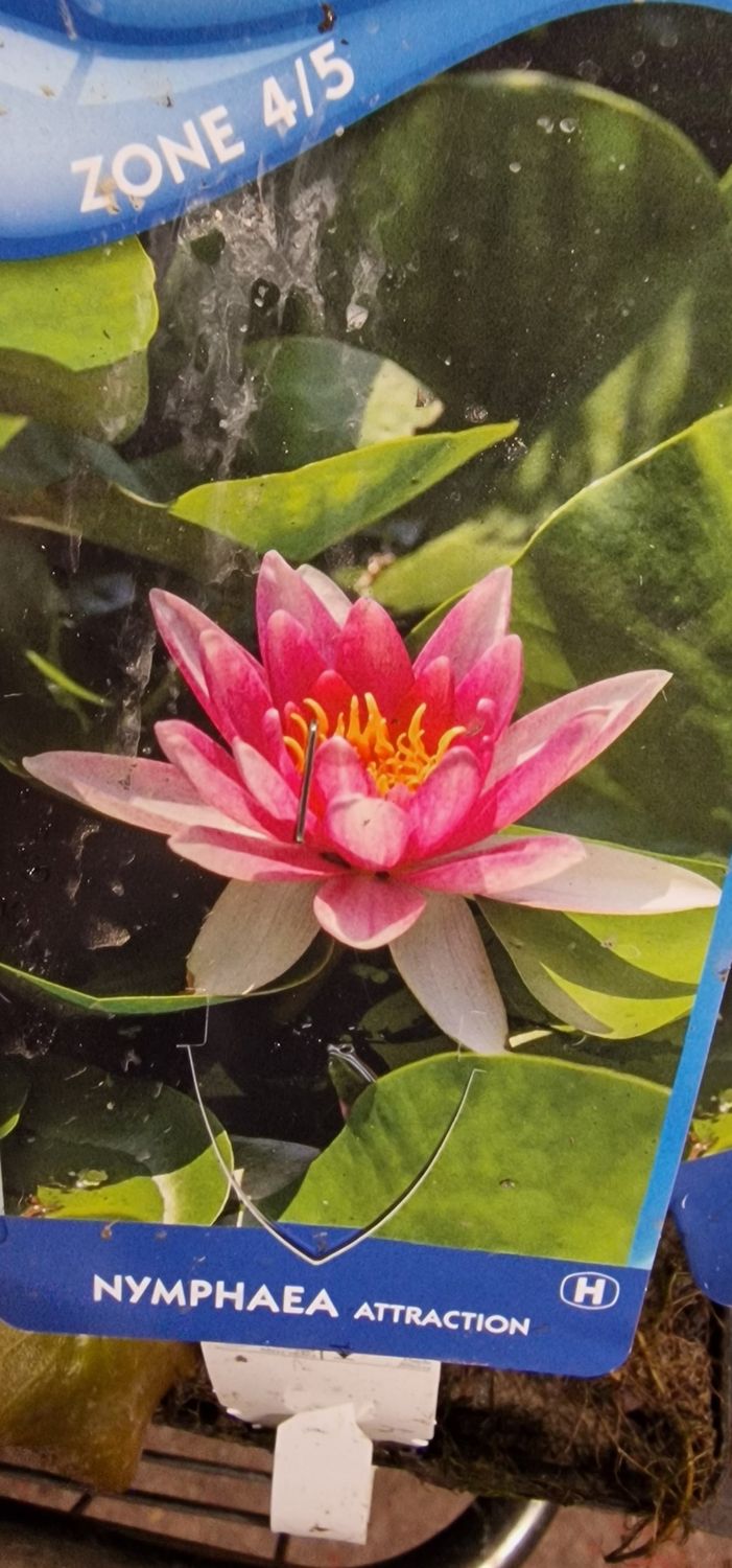 Nymphaea Attraction