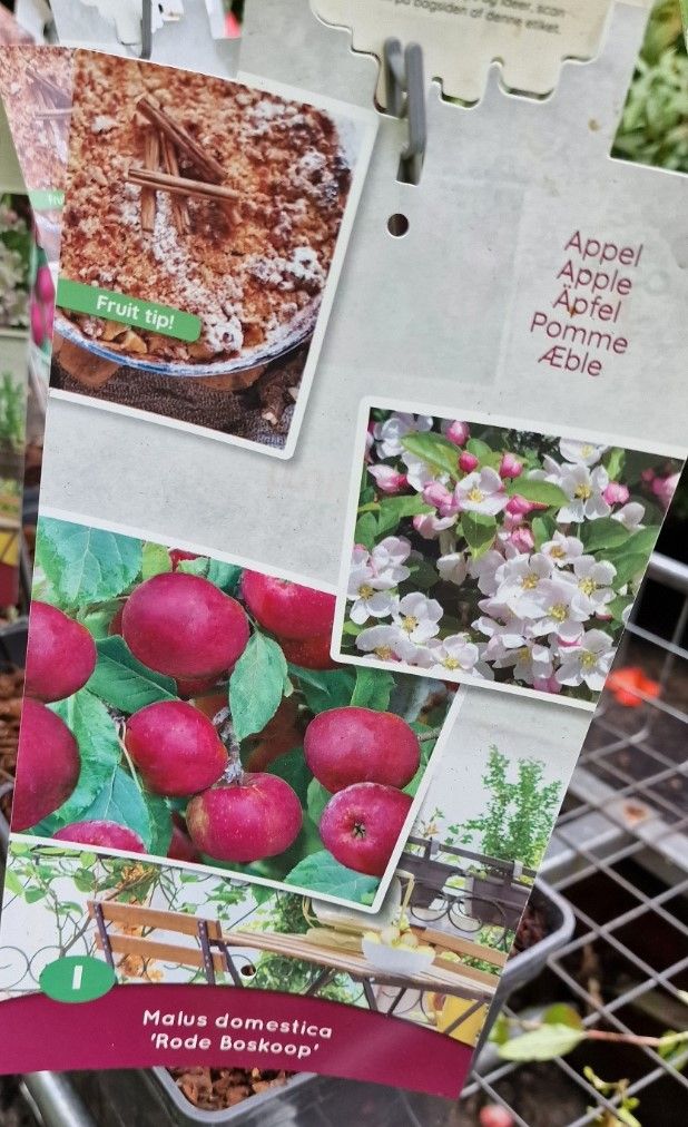 Apple - RED BOSKOOP TREE (Dwarf)