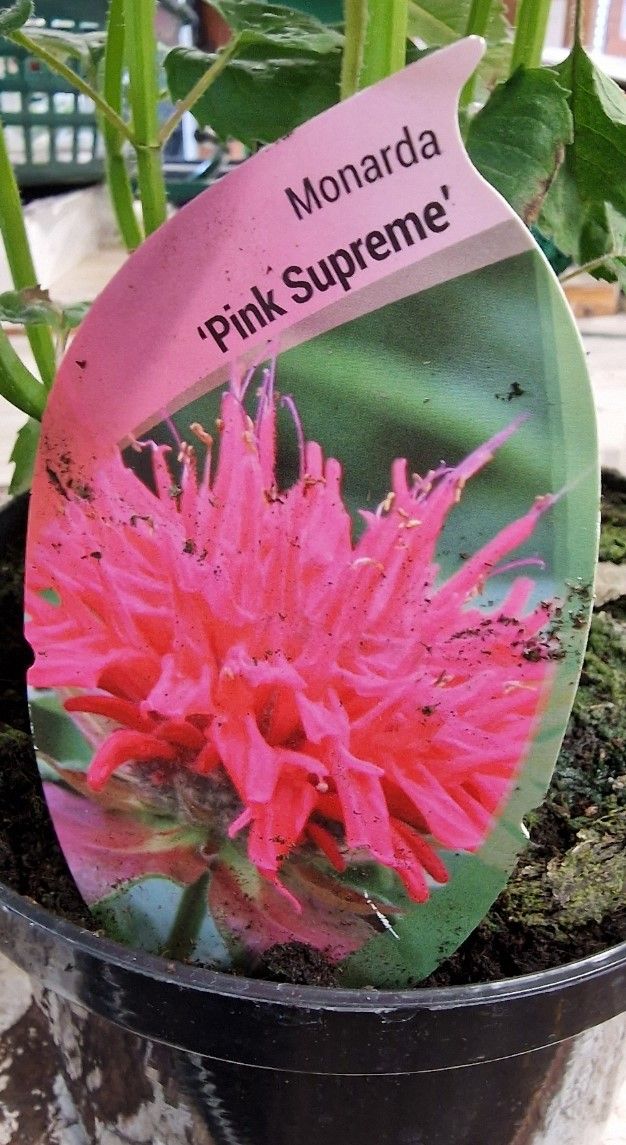 MONARDA- &#39;&#39;PINK SUPREME&#39;&#39;MONARDA “Pink Supreme a tough fragrant Bergamot that flowers for months and lasts for years. Likes a sunny spot. Loved by bees ,butterflies and pollinators.