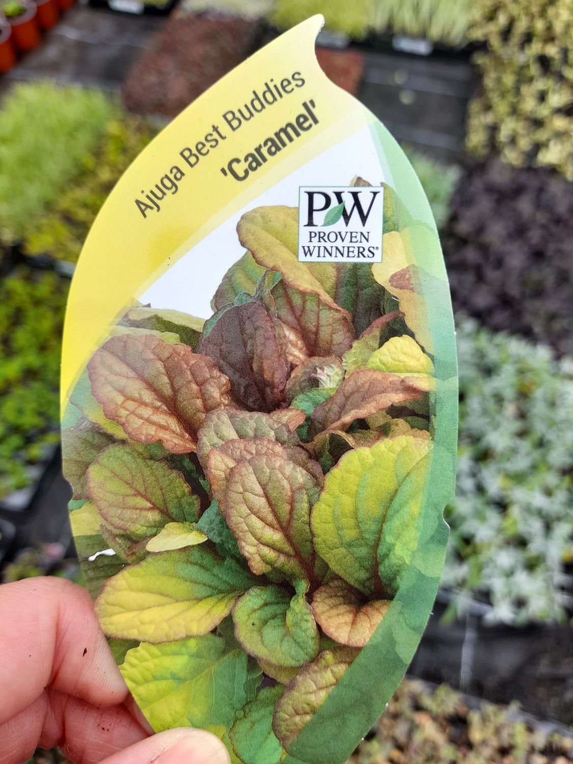 Ajuga Best Buddies &#39;&#39;Caramel&#39;&#39;
