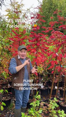 Sorbus Sunshine,medium sized tree with white fragrant flowers in spring followed by yellow berries and colourful autumn foliage