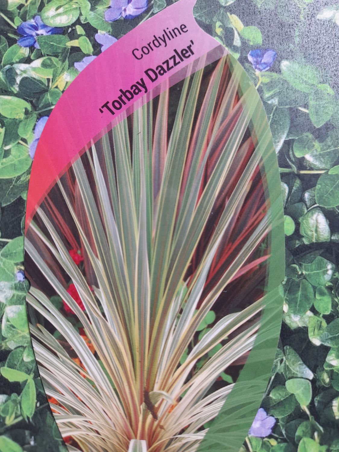 Cordyline Torbay Dazzler