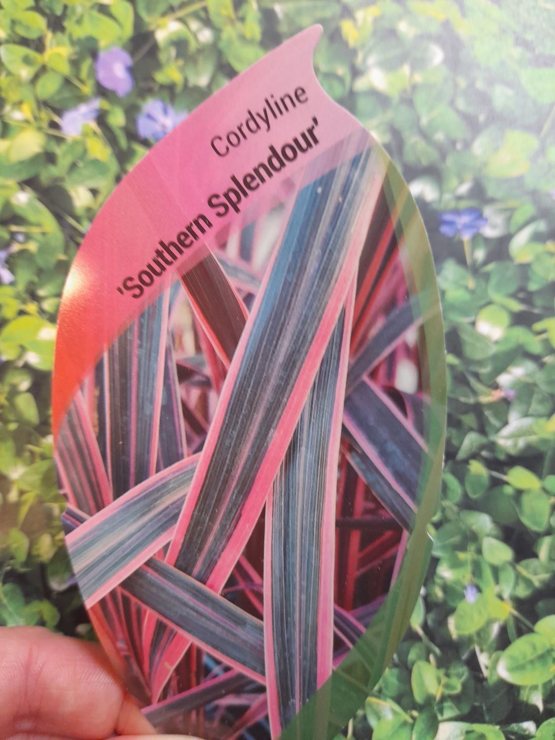 CORDYLINE &#39;&#39;Southern Comfort &#39;&#39;