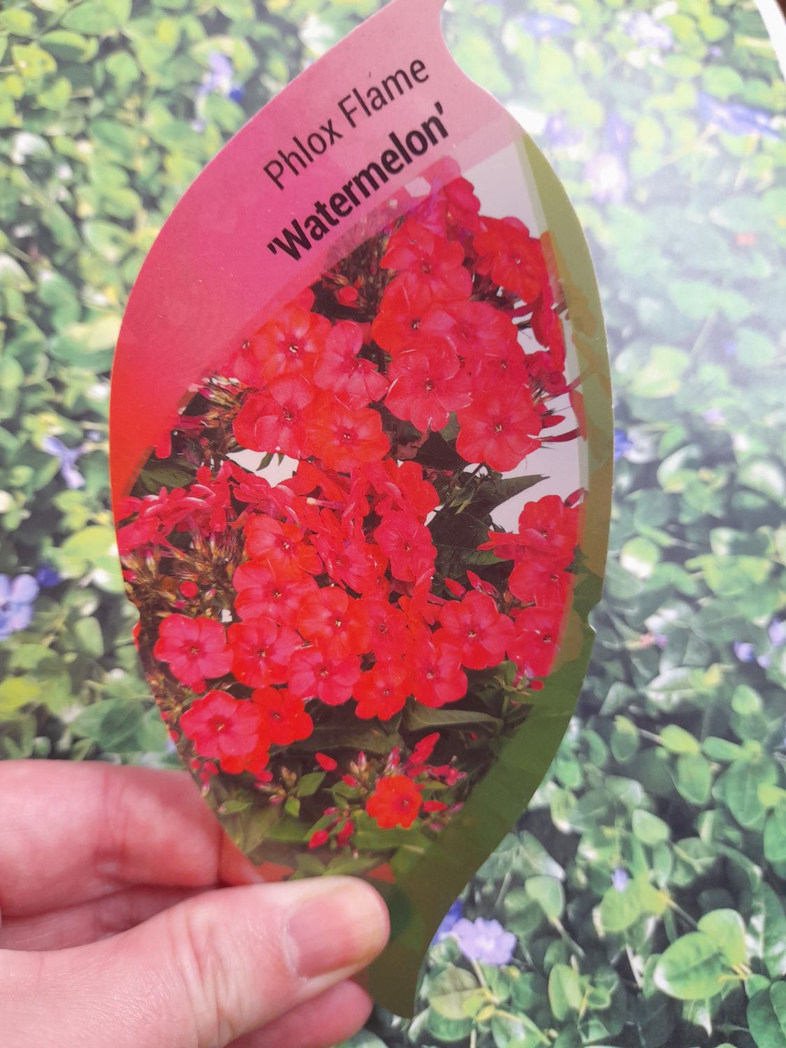 PHLOX &#39;&#39;WATERMELON&#39;&#39;