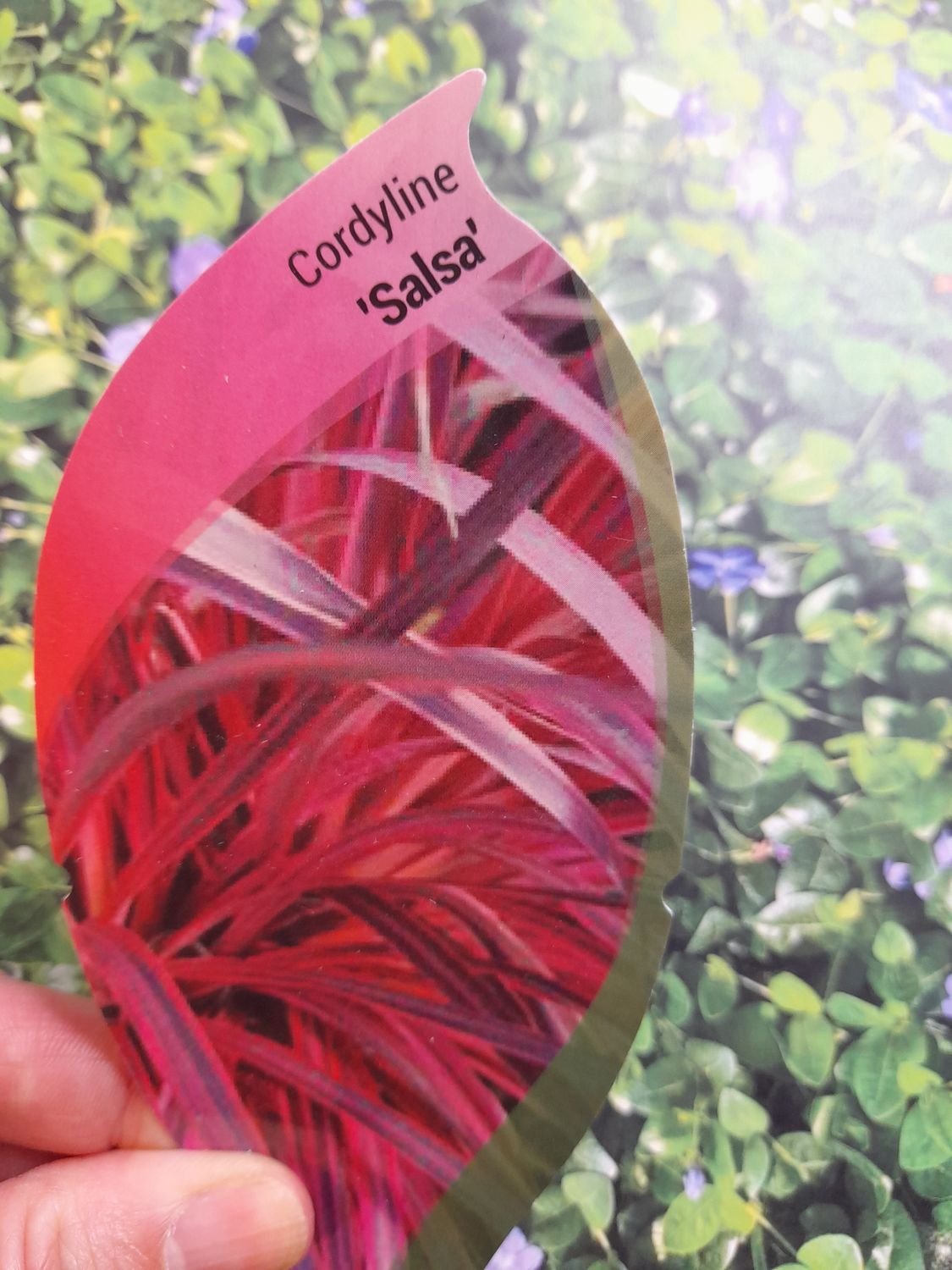 CORDYLINE &#39;&#39;Salsa&#39;&#39;