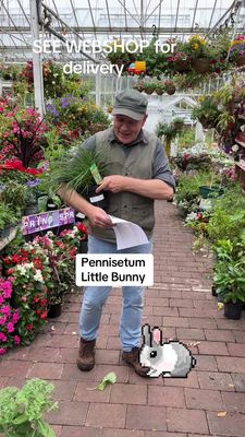 Pennisetum -''Little Bunny''