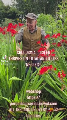 Crocosmia 'Lucifer' Hardy Perennial that thrives with little care .Full pot of strong plants.