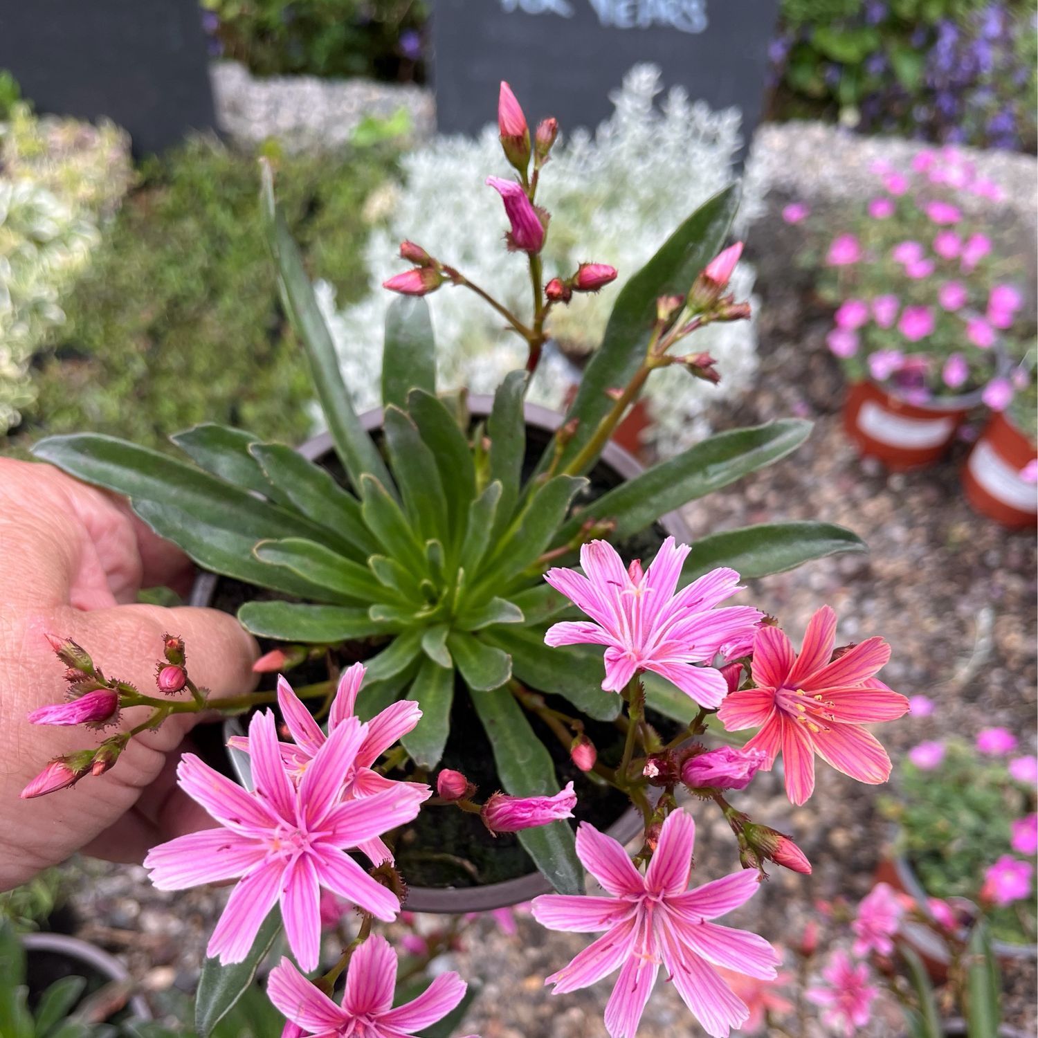 Lewisia 'Little Plum' flowers for months and lasts for years. Loves a sunny and free draining spot ..Happy In pots and rockeries