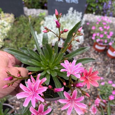 Lewisia 'Little Plum' flowers for months and lasts for years. Loves a sunny and free draining spot ..Happy In pots and rockeries