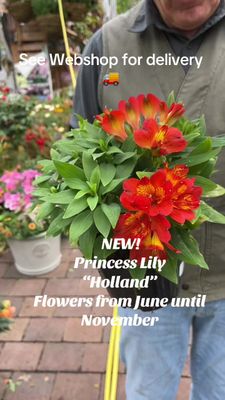 ALSTROMERIA PRINCESS LILY -HOLLAND Dwarf Princess Lily ,flowers non stop from June Until October ..Good in pots or beds ...Winter hardy and lasts for years