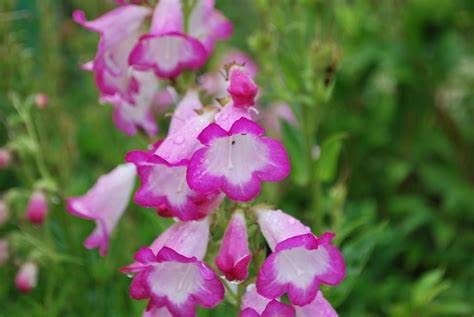 Penstemon &#39;&#39;Laura&#39;&#39; flowers for months and lasts for years