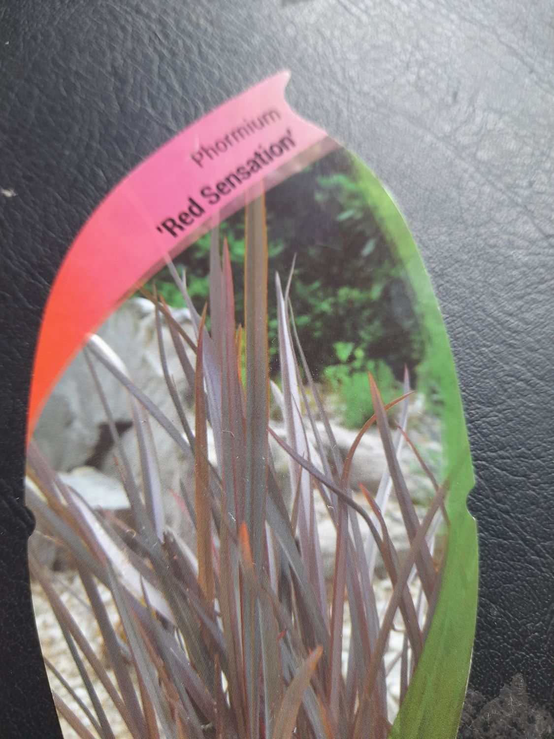 PHORMIUM &#39;&#39;RED SENSATION&#39;&#39;