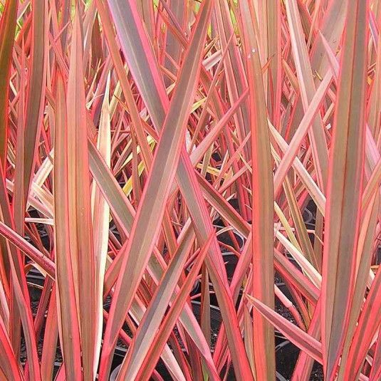 PHORMIUM &#39;&#39;FLAMINGO