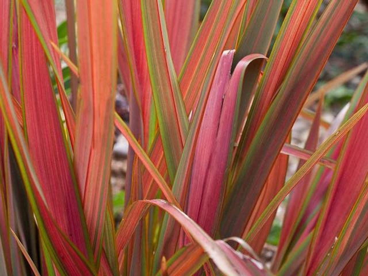 PHORMIUM &#39;&#39;JESTER&#39;&#39;