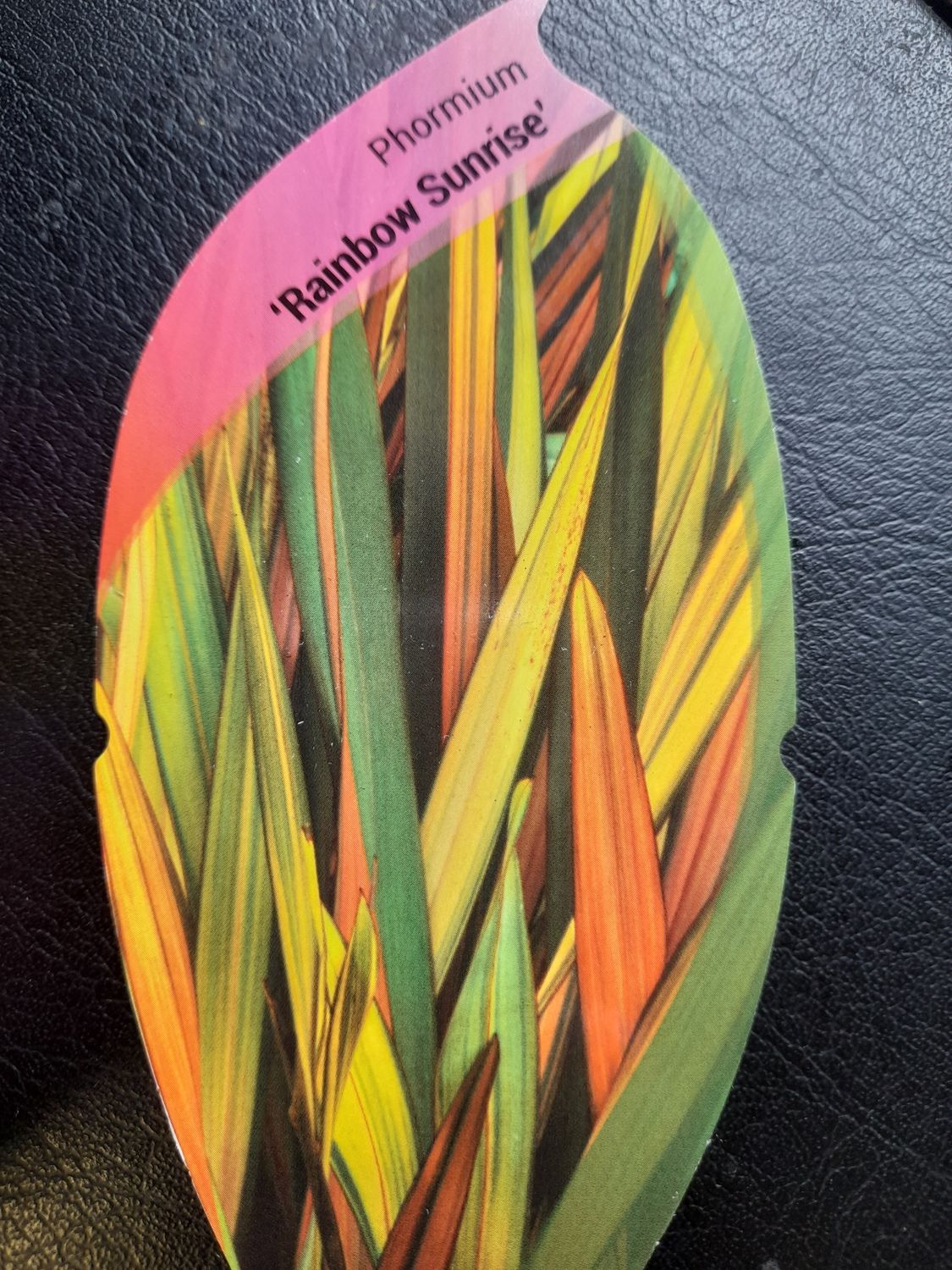 PHORMIUM &#39;&#39;RAINBOW SUNRISE&#39;&#39;