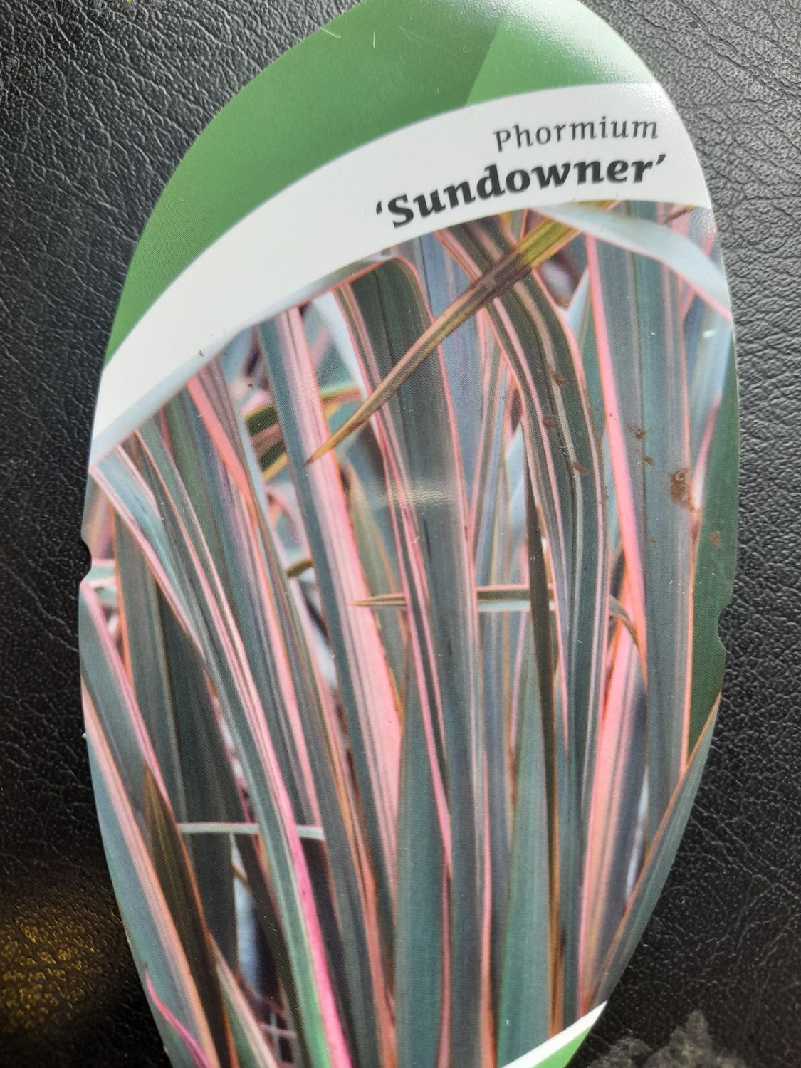 PHORMIUM &#39;&#39;SUNDOWNER&#39;&#39;